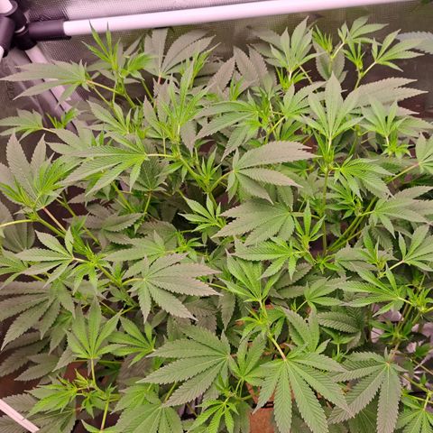 Mean Dawg by TreeOfLifeGardens  growlog timeline photo