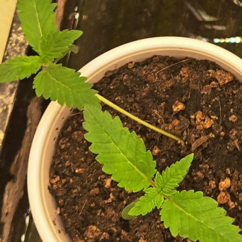 Shishkaberry  growlog timeline photo