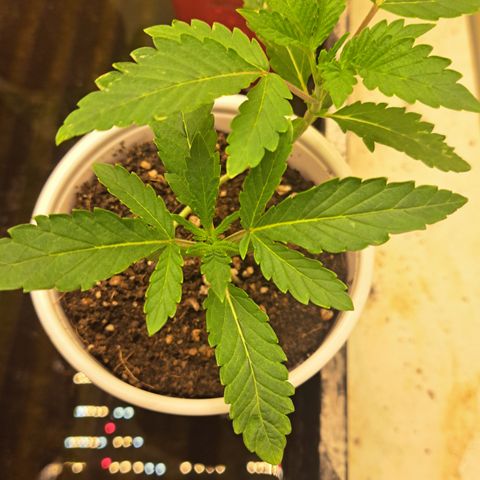 Unicorn Daddy by wellgrownseeds  growlog timeline photo