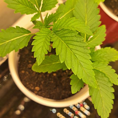 Unicorn Daddy by wellgrownseeds  growlog timeline photo