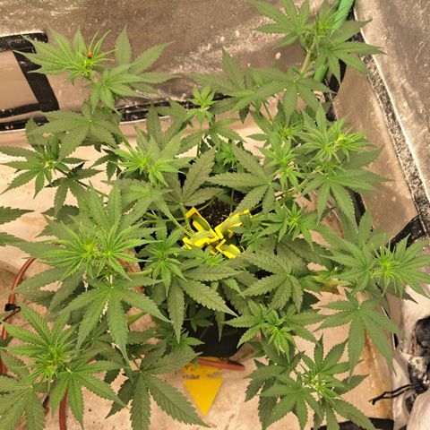 Blueberry Kush auto by Nirvana  growlog timeline photo