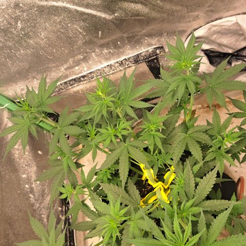 Blueberry Kush auto by Nirvana  growlog timeline photo