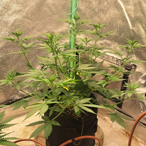 Blueberry Kush auto by Nirvana  growlog timeline photo
