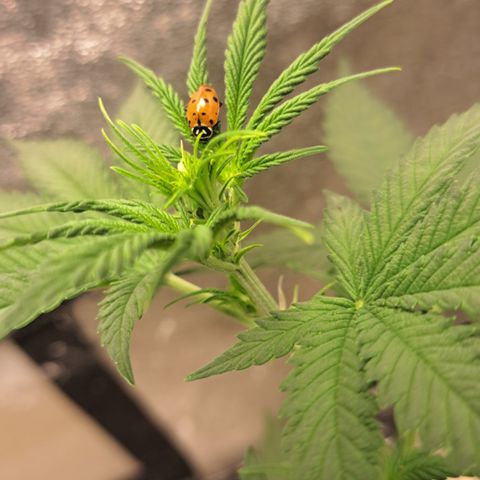 Blueberry Kush auto by Nirvana  growlog timeline photo