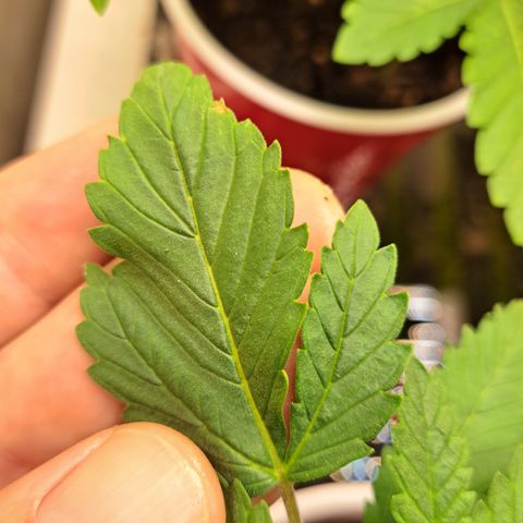 Shishkaberry  growlog timeline photo