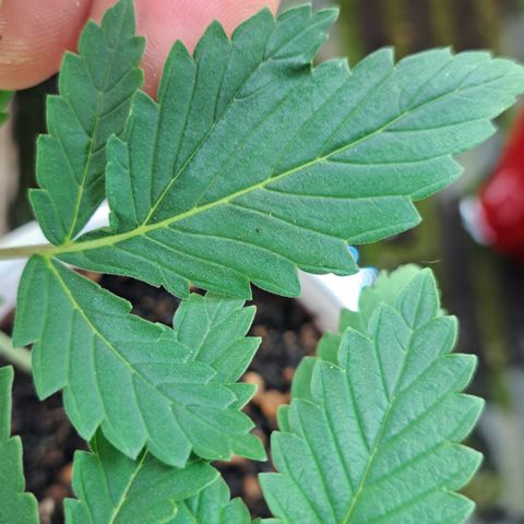 Shishkaberry  growlog timeline photo