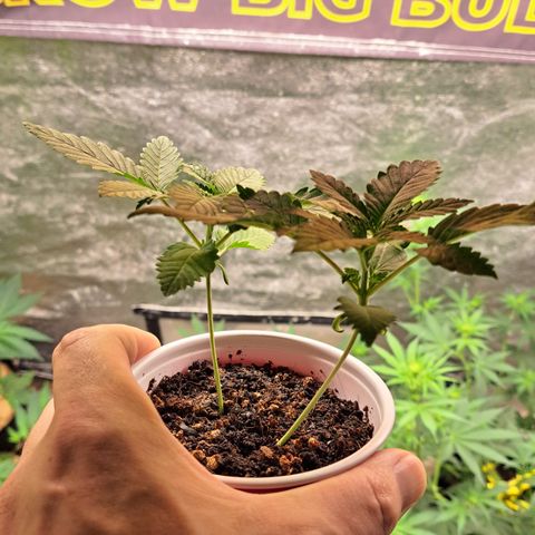 Shishkaberry  growlog timeline photo