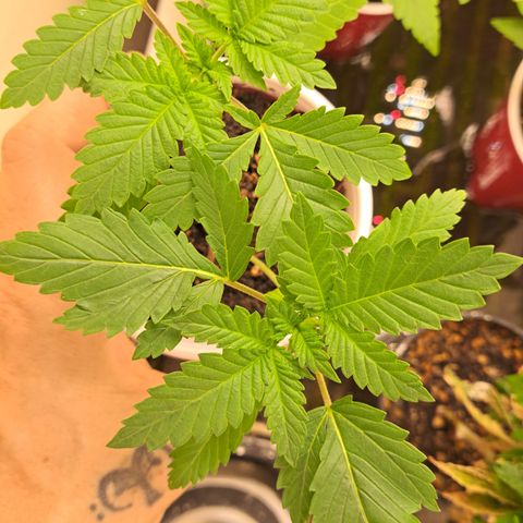 Shishkaberry  growlog timeline photo
