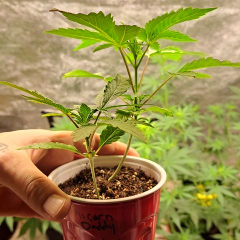 Unicorn Daddy by wellgrownseeds  growlog timeline photo