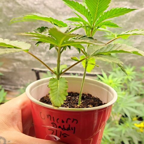 Unicorn Daddy by wellgrownseeds  growlog timeline photo