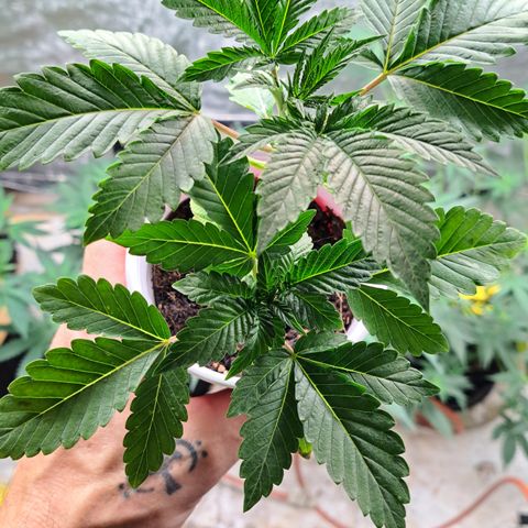 Unicorn Daddy by wellgrownseeds  growlog timeline photo