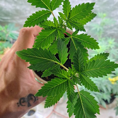 Unicorn Daddy by wellgrownseeds  growlog timeline photo
