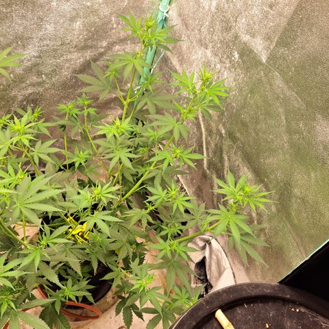 Blueberry Kush auto by Nirvana  growlog timeline photo