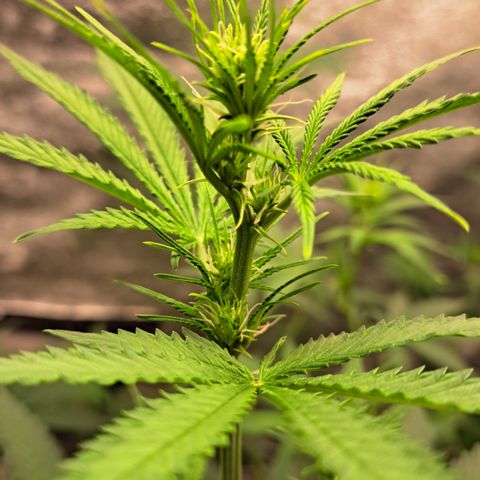 Blueberry Kush auto by Nirvana  growlog timeline photo
