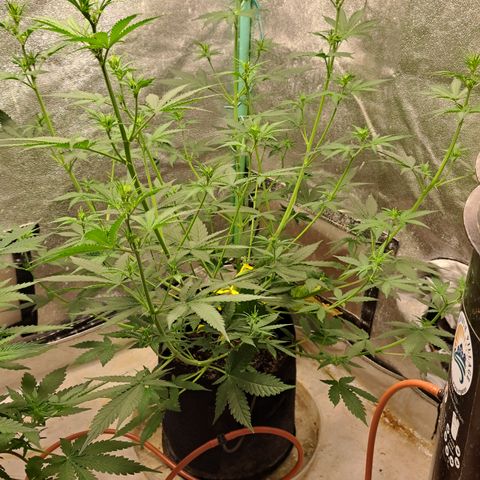 Blueberry Kush auto by Nirvana  growlog timeline photo