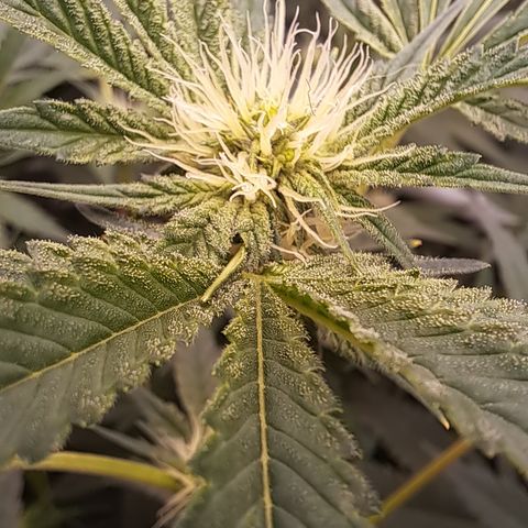 Mean Dawg by TreeOfLifeGardens  growlog timeline photo