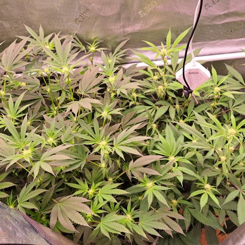 Mean Dawg by TreeOfLifeGardens  growlog timeline photo