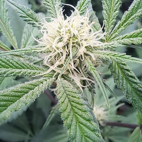 Mutiny (pheno #4) growlog timeline photo