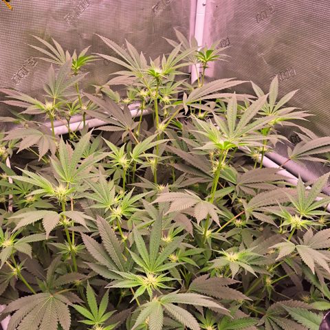 Mutiny (pheno #4) growlog timeline photo