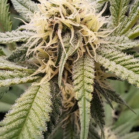 Mutiny (pheno #4) growlog timeline photo