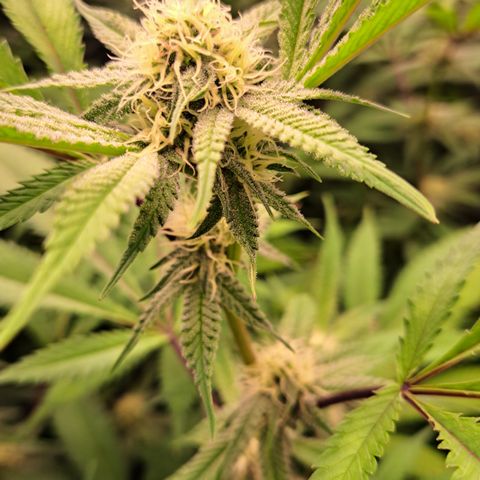 Mutiny (pheno #4) growlog timeline photo