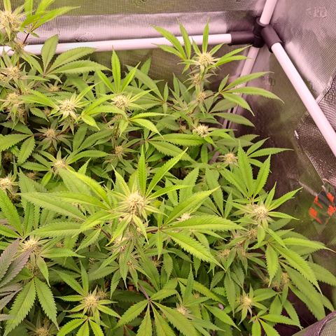 Mutiny (pheno #4) growlog timeline photo
