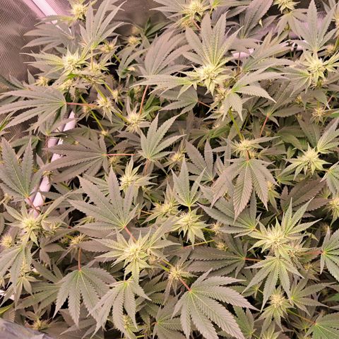 Mean Dawg by TreeOfLifeGardens  growlog timeline photo