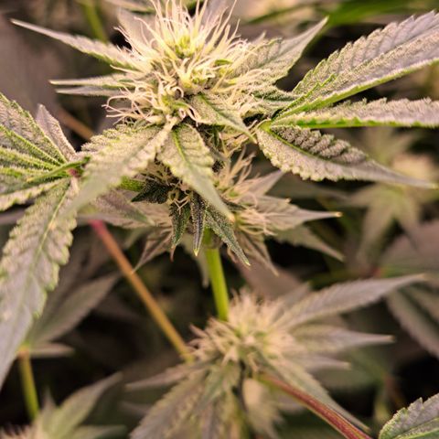 Mean Dawg by TreeOfLifeGardens  growlog timeline photo