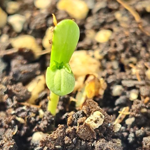 Hindu Kush -divine seeds growlog timeline photo