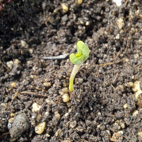 Candy growlog timeline photo