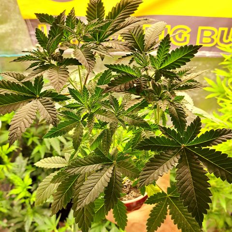 Shishkaberry  growlog timeline photo
