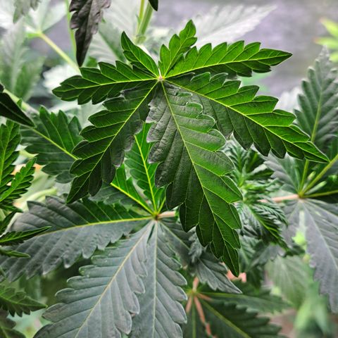 Shishkaberry  growlog timeline photo
