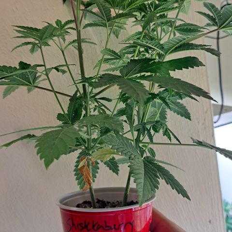 Shishkaberry  growlog timeline photo