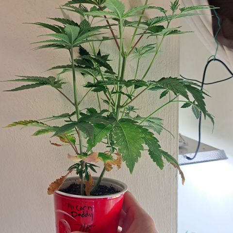 Unicorn Daddy by wellgrownseeds  growlog timeline photo