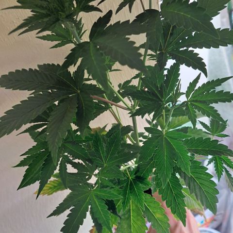 Unicorn Daddy by wellgrownseeds  growlog timeline photo