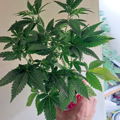 Unicorn Daddy by wellgrownseeds  growlog timeline photo
