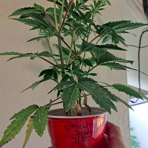 Unicorn Daddy by wellgrownseeds  growlog timeline photo