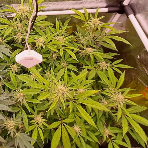 Mutiny (pheno #4) growlog timeline photo