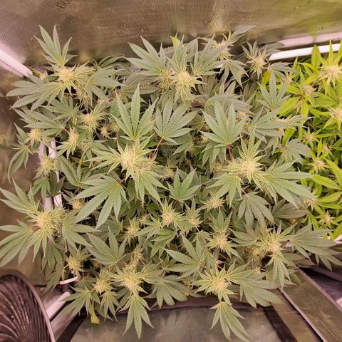 Mean Dawg by TreeOfLifeGardens  growlog timeline photo