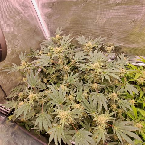 Mean Dawg by TreeOfLifeGardens  growlog timeline photo