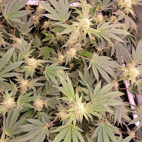 Mean Dawg by TreeOfLifeGardens  growlog timeline photo
