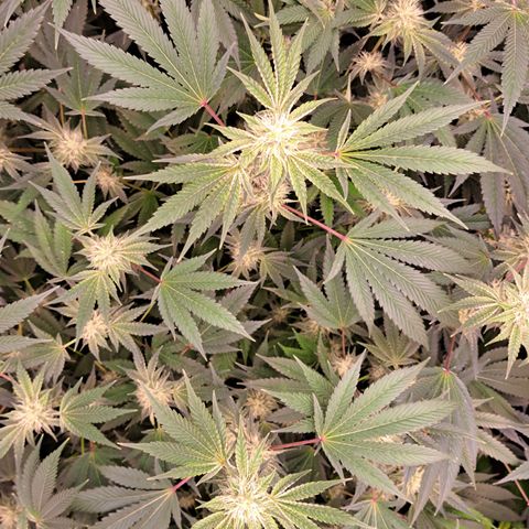 Mean Dawg by TreeOfLifeGardens  growlog timeline photo
