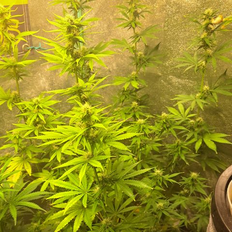 Blueberry Kush auto by Nirvana  growlog timeline photo