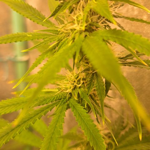 Blueberry Kush auto by Nirvana  growlog timeline photo