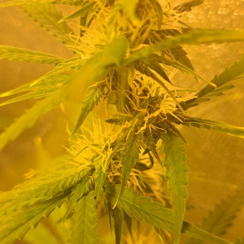 Blueberry Kush auto by Nirvana  growlog timeline photo