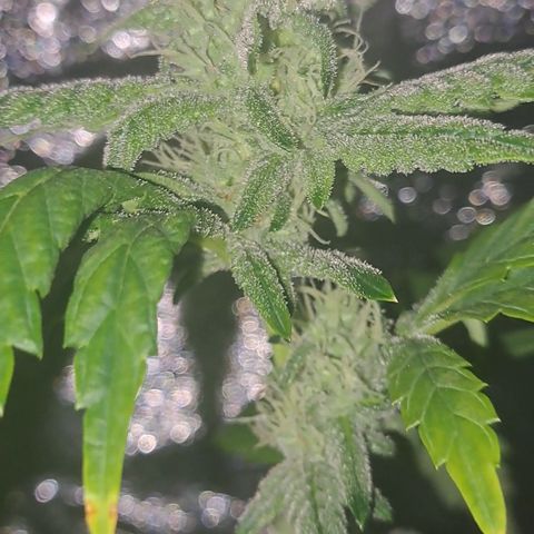 Krillins Kush (vsmkr cut)GlobalGrowcup growlog timeline photo