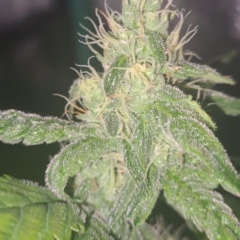 Krillins Kush (vsmkr cut)GlobalGrowcup growlog timeline photo