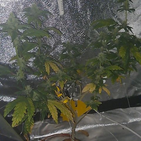 Krillins Kush (vsmkr cut)GlobalGrowcup growlog timeline photo