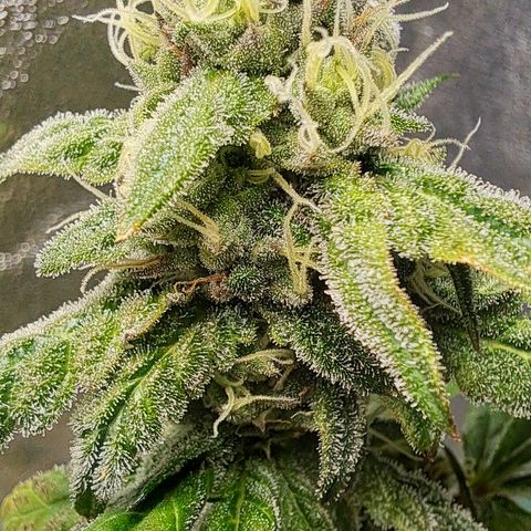 Krillins Kush (vsmkr cut)GlobalGrowcup growlog timeline photo