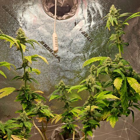 Krillins Kush (vsmkr cut)GlobalGrowcup growlog timeline photo